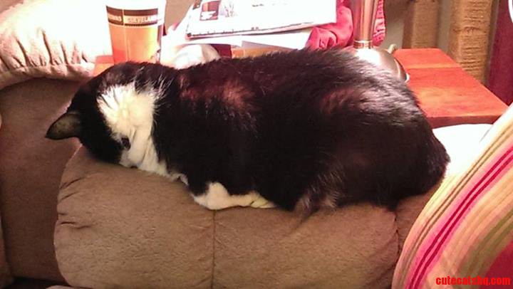 I Think We Stink Because This Cat Covers Her Nose Every Time She Sleeps.