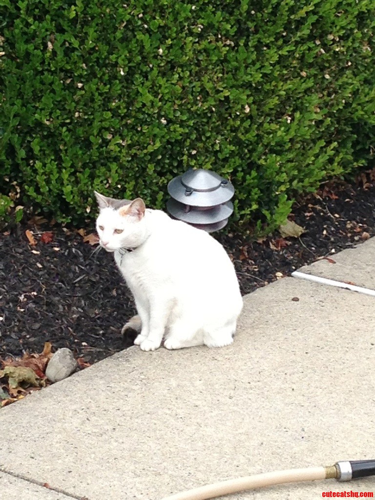 I Thought This Cat Was a Really Good Statue Till It Moved There