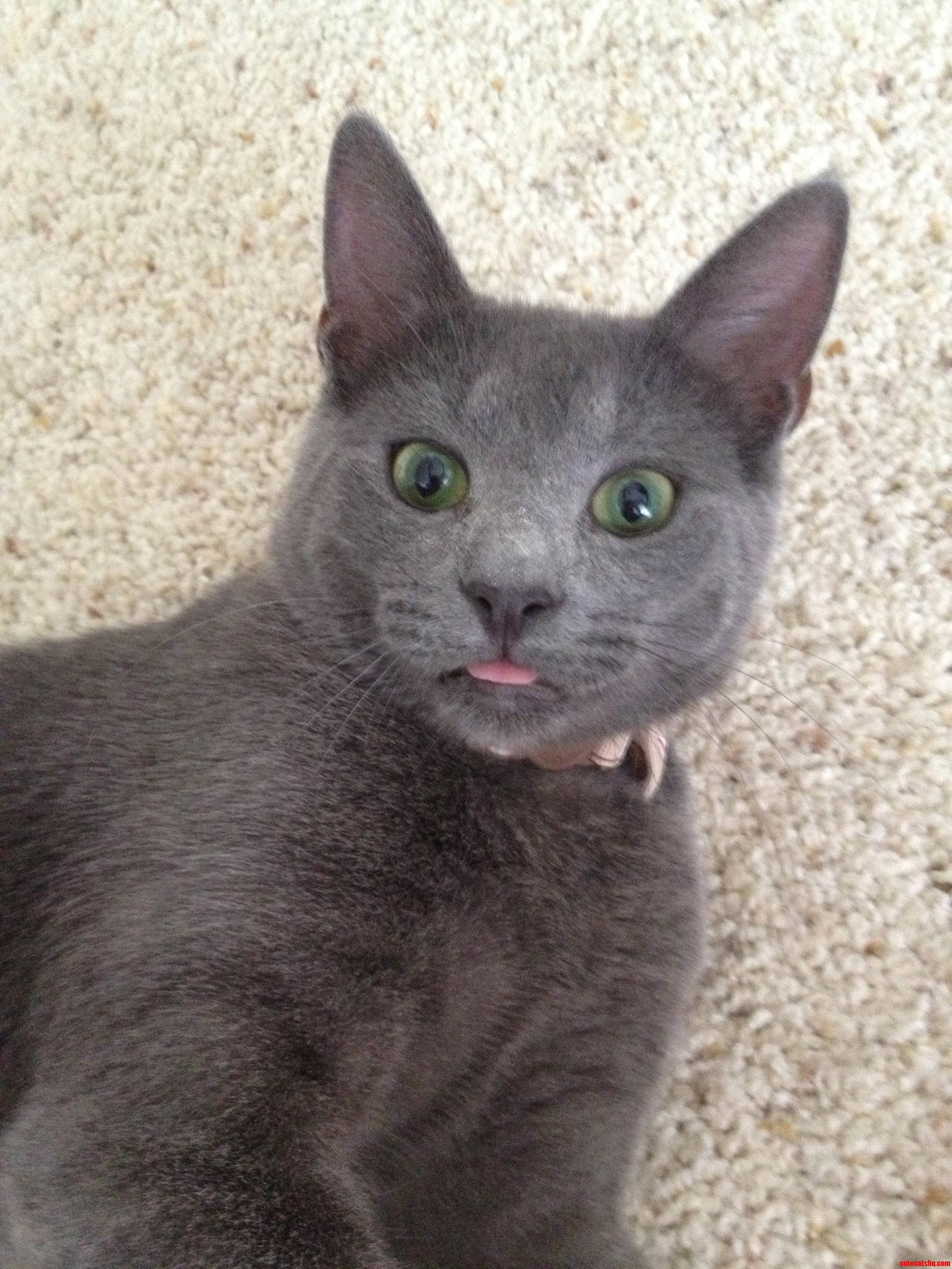I Told Him He Couldnt Have My Bacon He Gave Me This Face