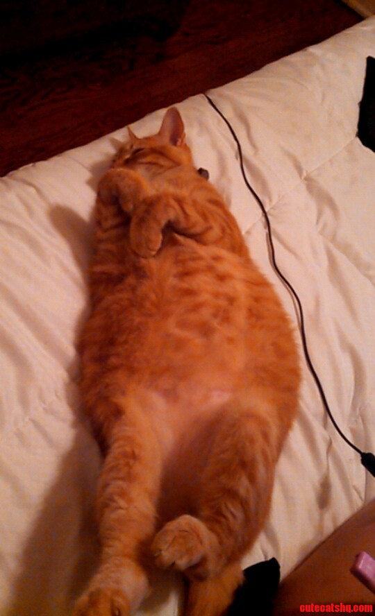 I Ve Heard a Fat Cat Is a Happy Cat. but Really..he Needs to Lose Some Fluff