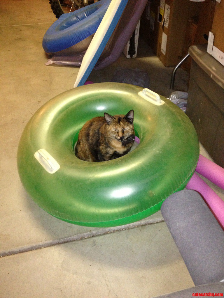I Walk Into My Garage to See My Cat Sleeping Like This...