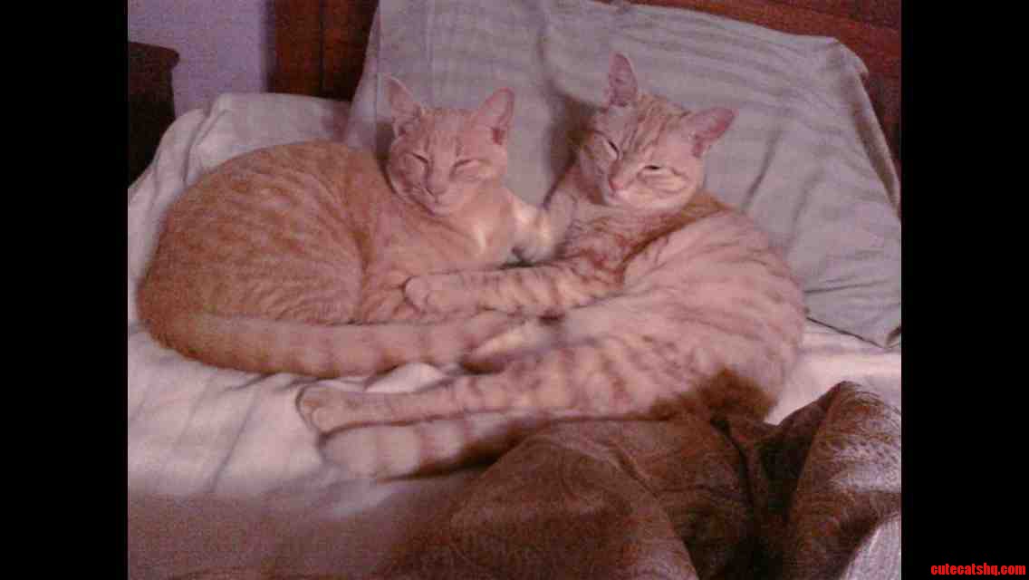 I Went to Adopt One Cat but I Couldnt Just Leave His Cage Mate...