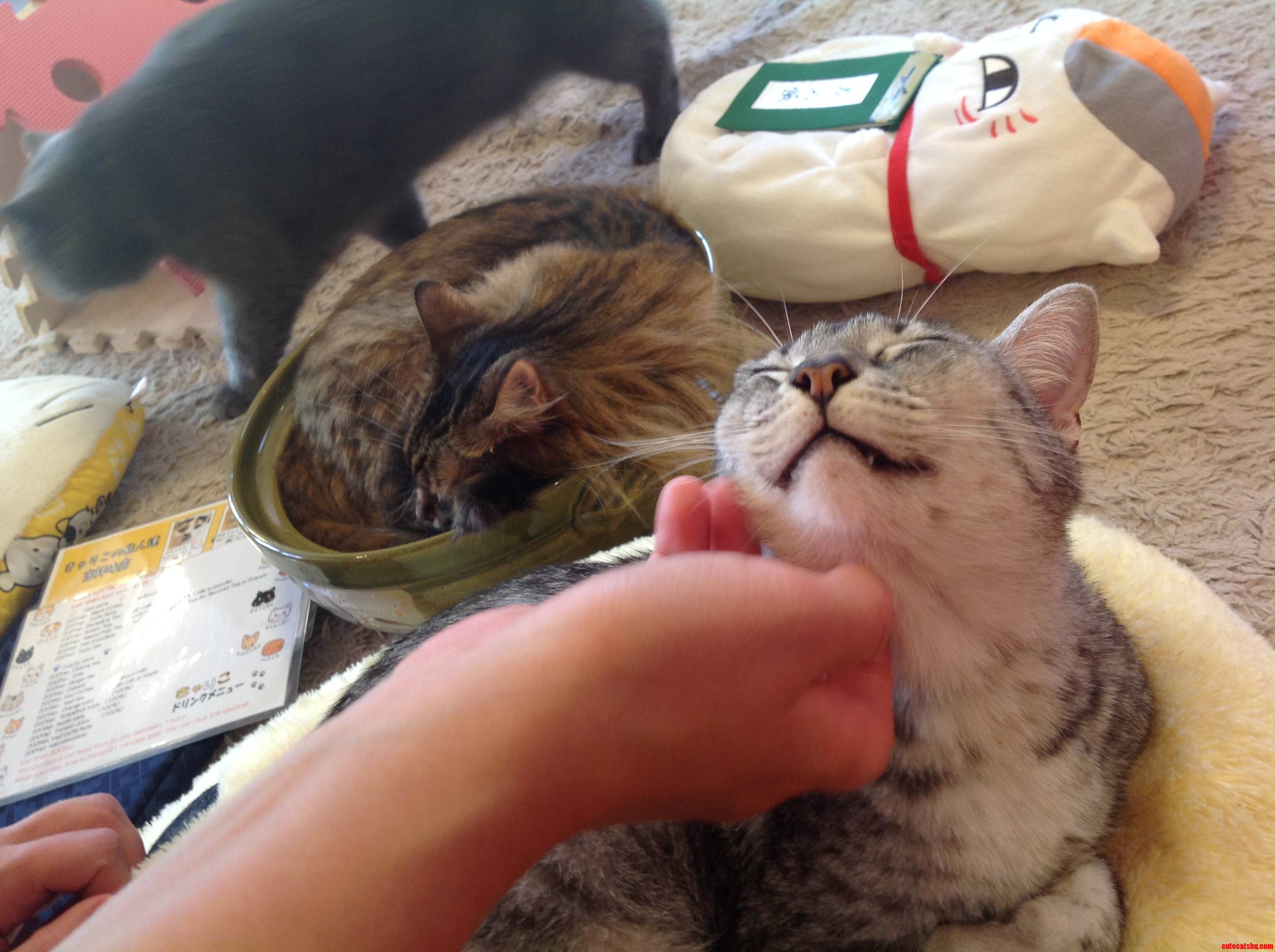 I Wish America Had Cat Cafes...