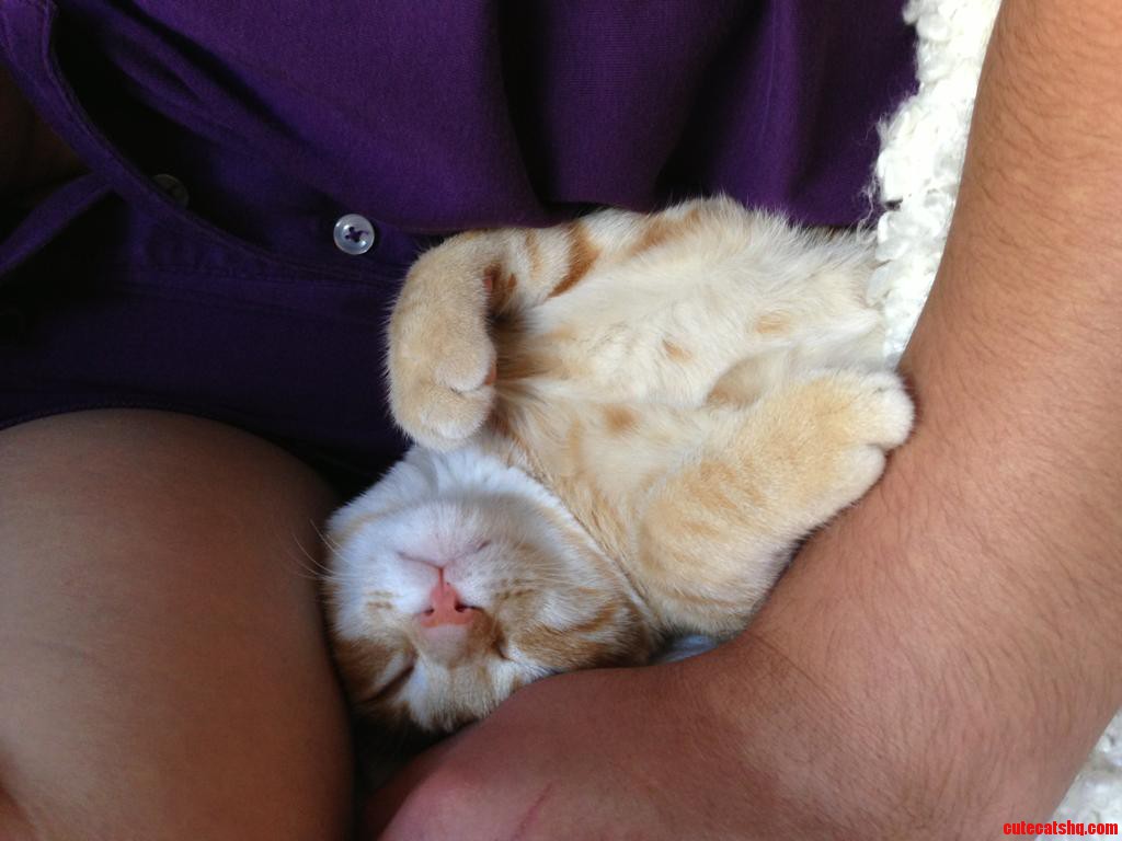 I Wish I Could Sleep Like My Kitten
