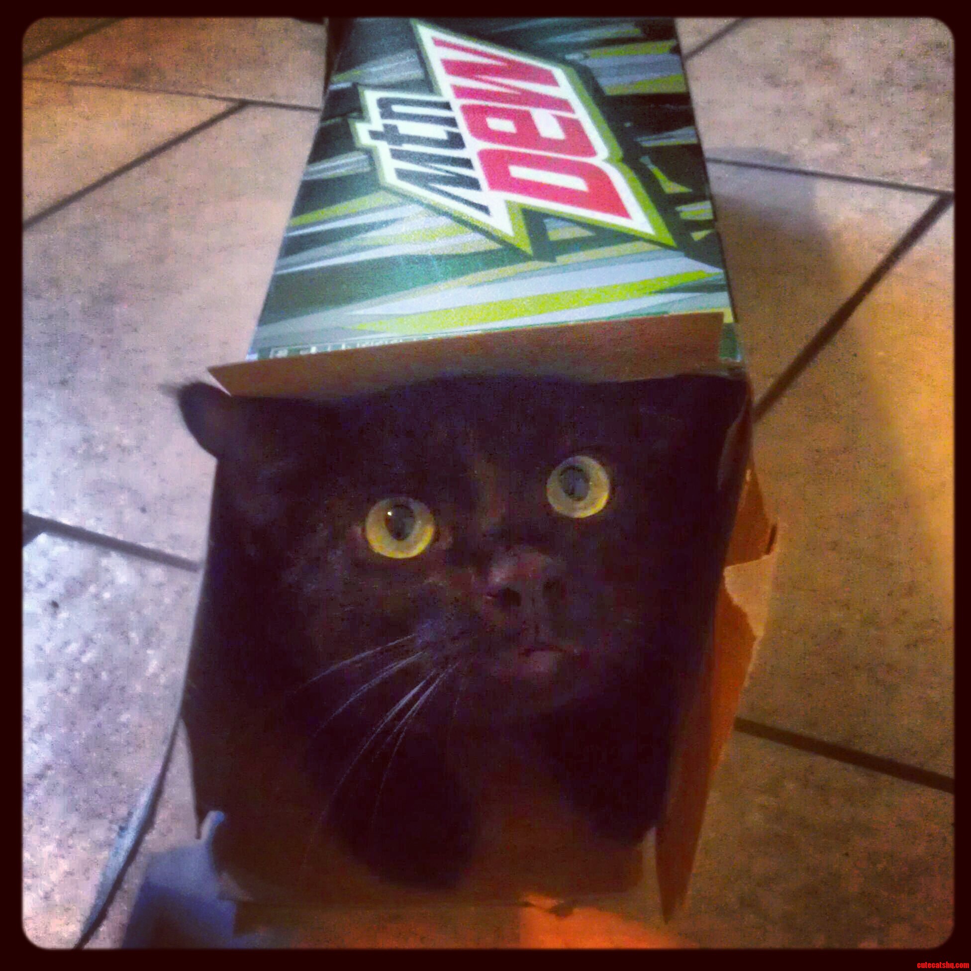 If It Fits  I Sits...in the Mt. Dew Box.