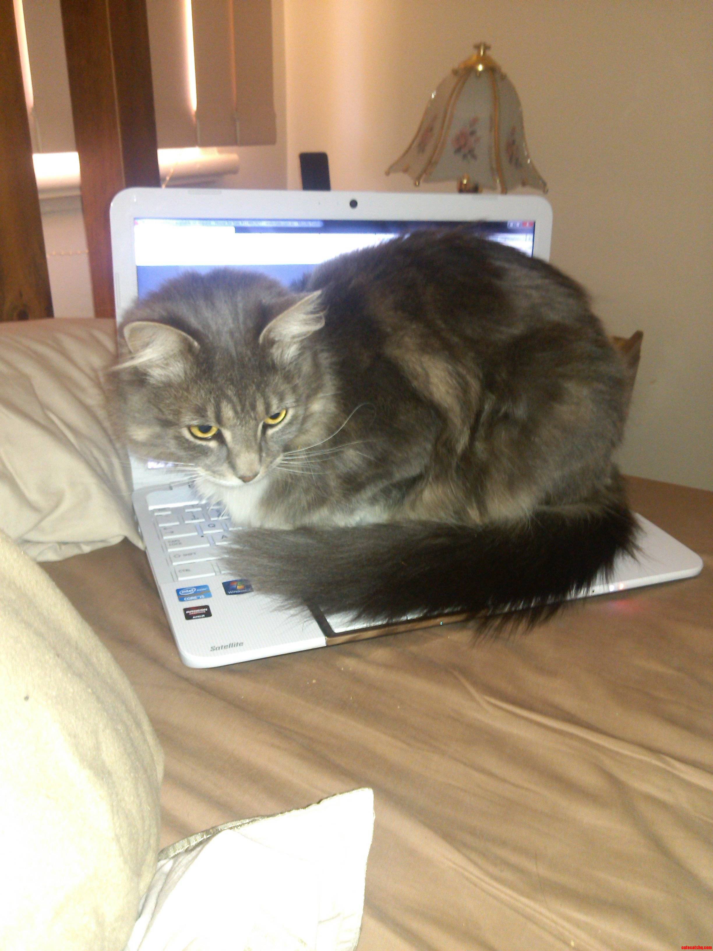 If It Wasnt for Sits It Wouldnt Be So Warm.