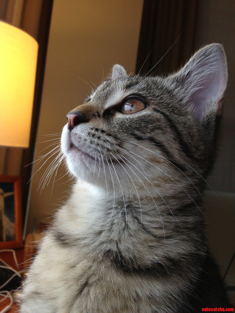 If My Cat Ever Ran for President This Would Be Her Campaign Photo. Maron 2016.