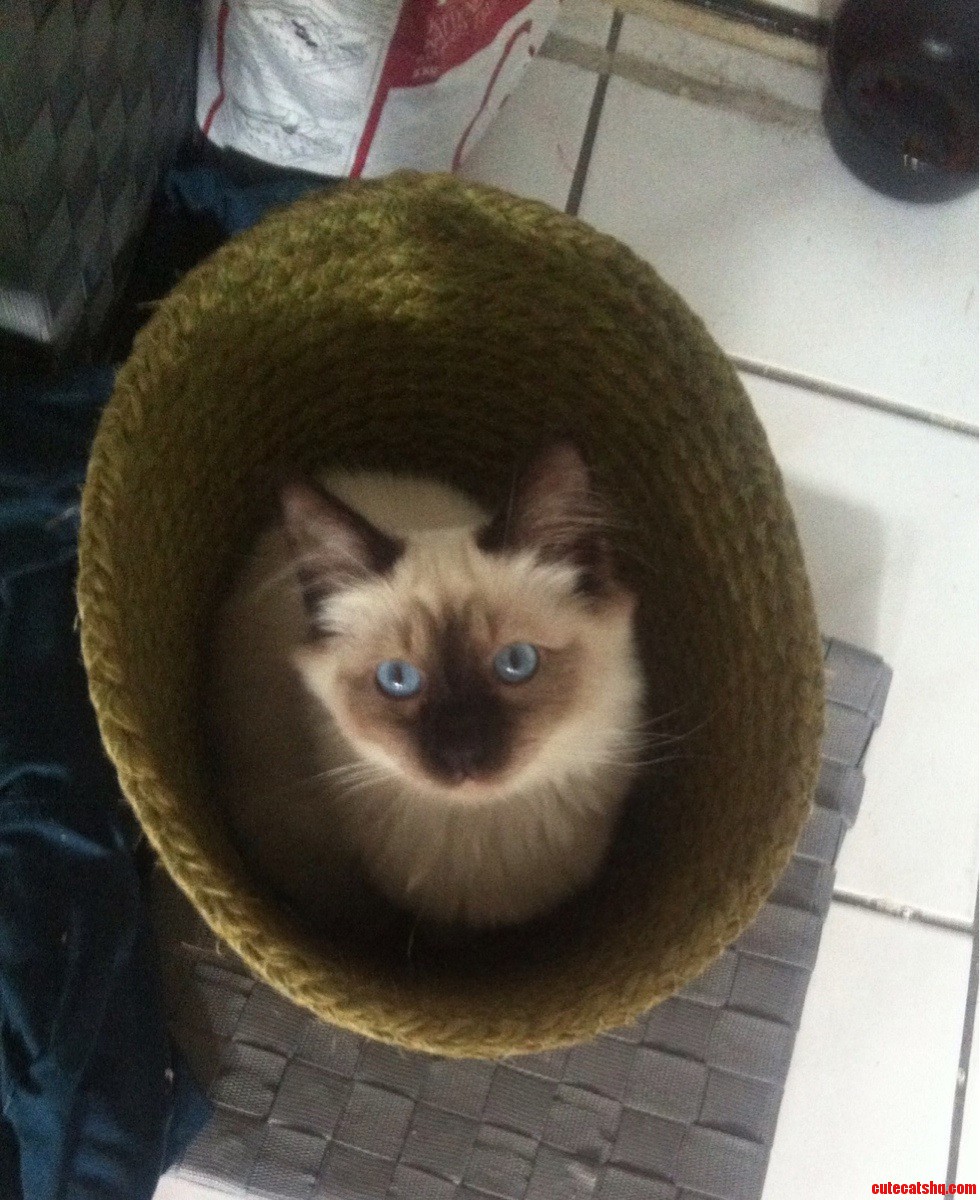 In a Home with No Cardboard Boxes a Kitty Must Improvise.