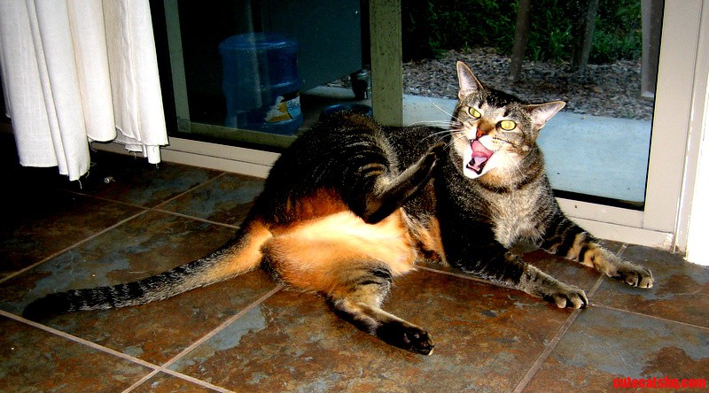 It Cant Get More Derp Than This.