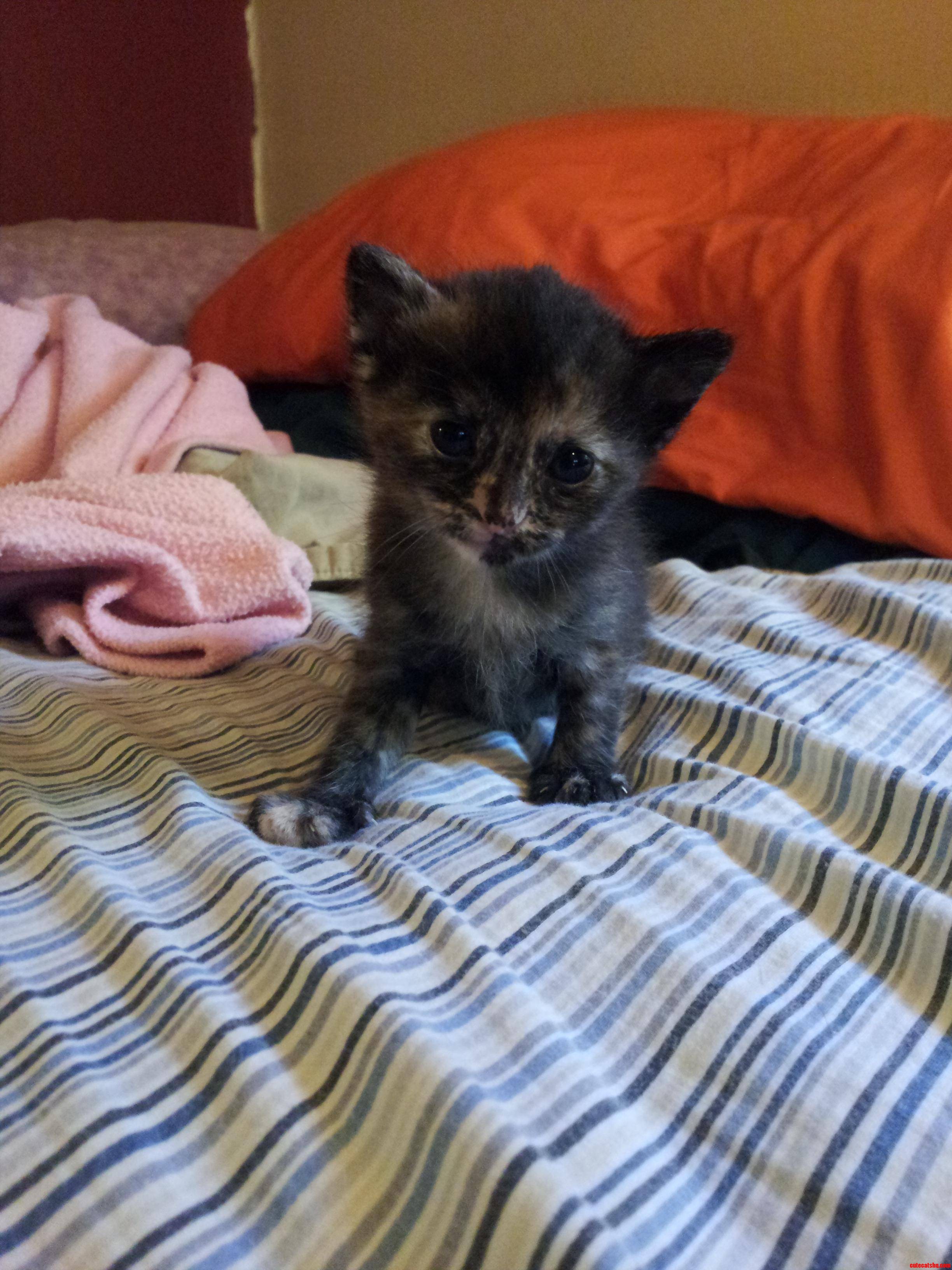 It Feels Like Such a Major Accomplishment When a Kitten Holds Still for a Perfect Picture