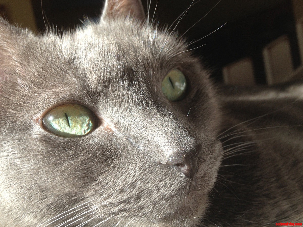 It S Funny How Small Their Pupils Get in the Sunlight.
