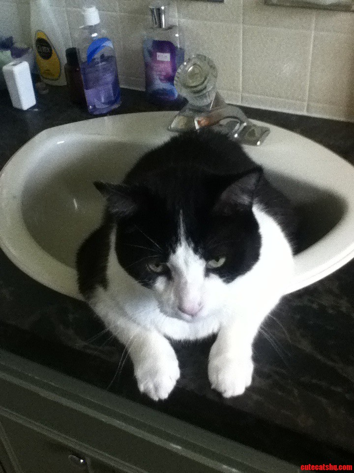 Itap of My Cat  Socks in the Bathroom Sink  Sitting Like a Sir