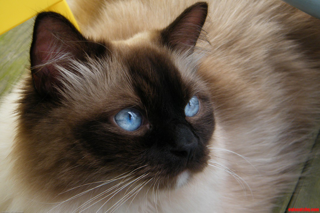 Its Cupcakes 4th Birthday Today  Here He Is Being Handsomepants.