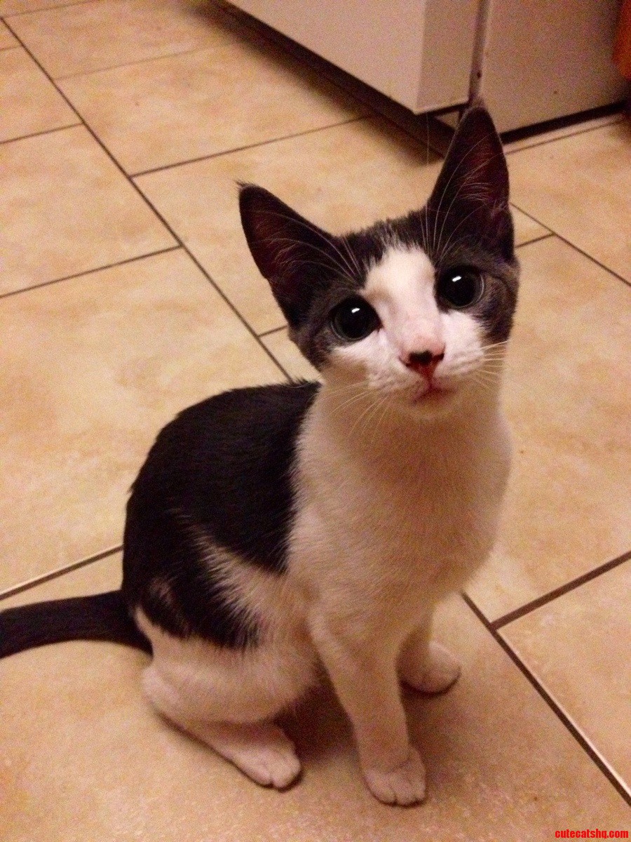 Its Like I Can See Into Her Little Kitty Soul.