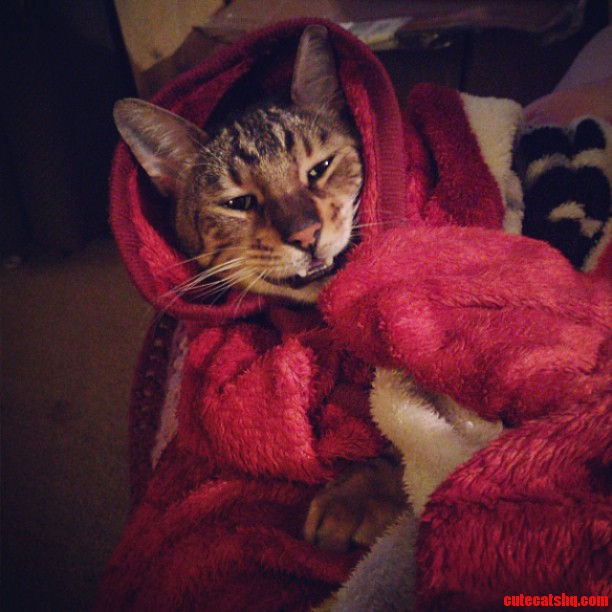 Jack the Little Red Riding Kitty