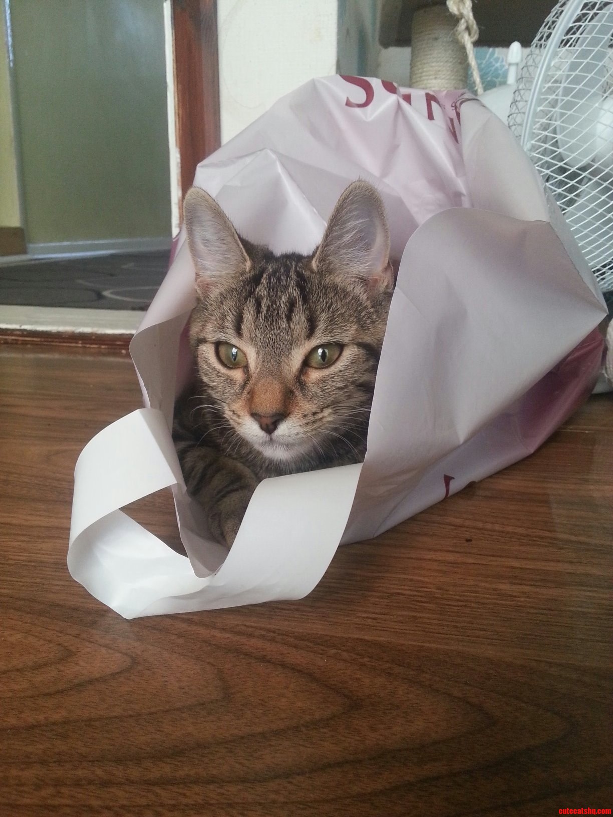 Just a Bag Full of Cat