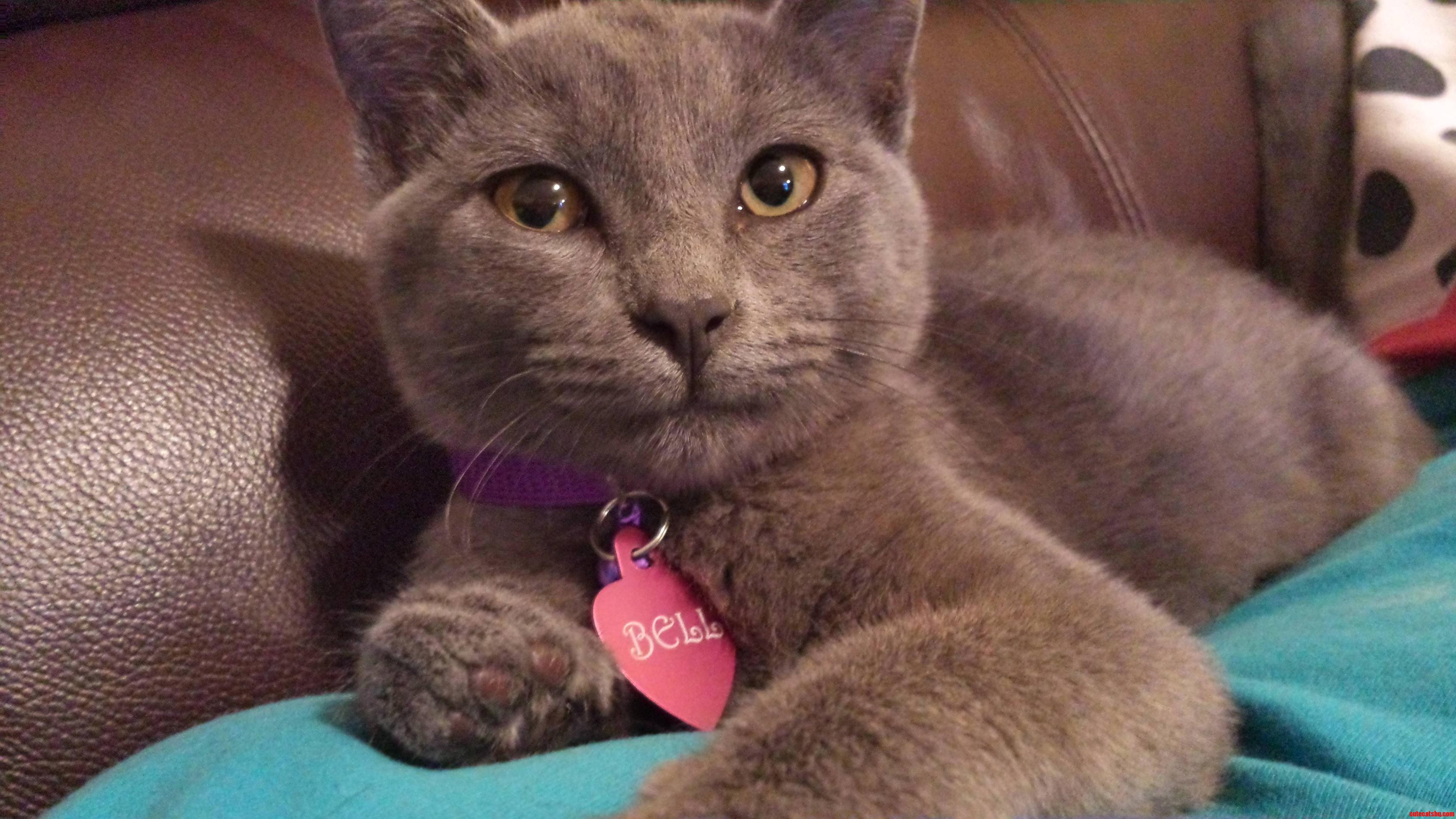 Just Adopted Her from the Local Shelter Today   Her Name Is Bell