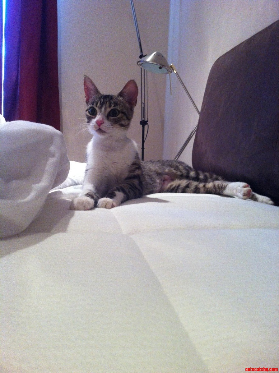 Just Adopted This Cutie