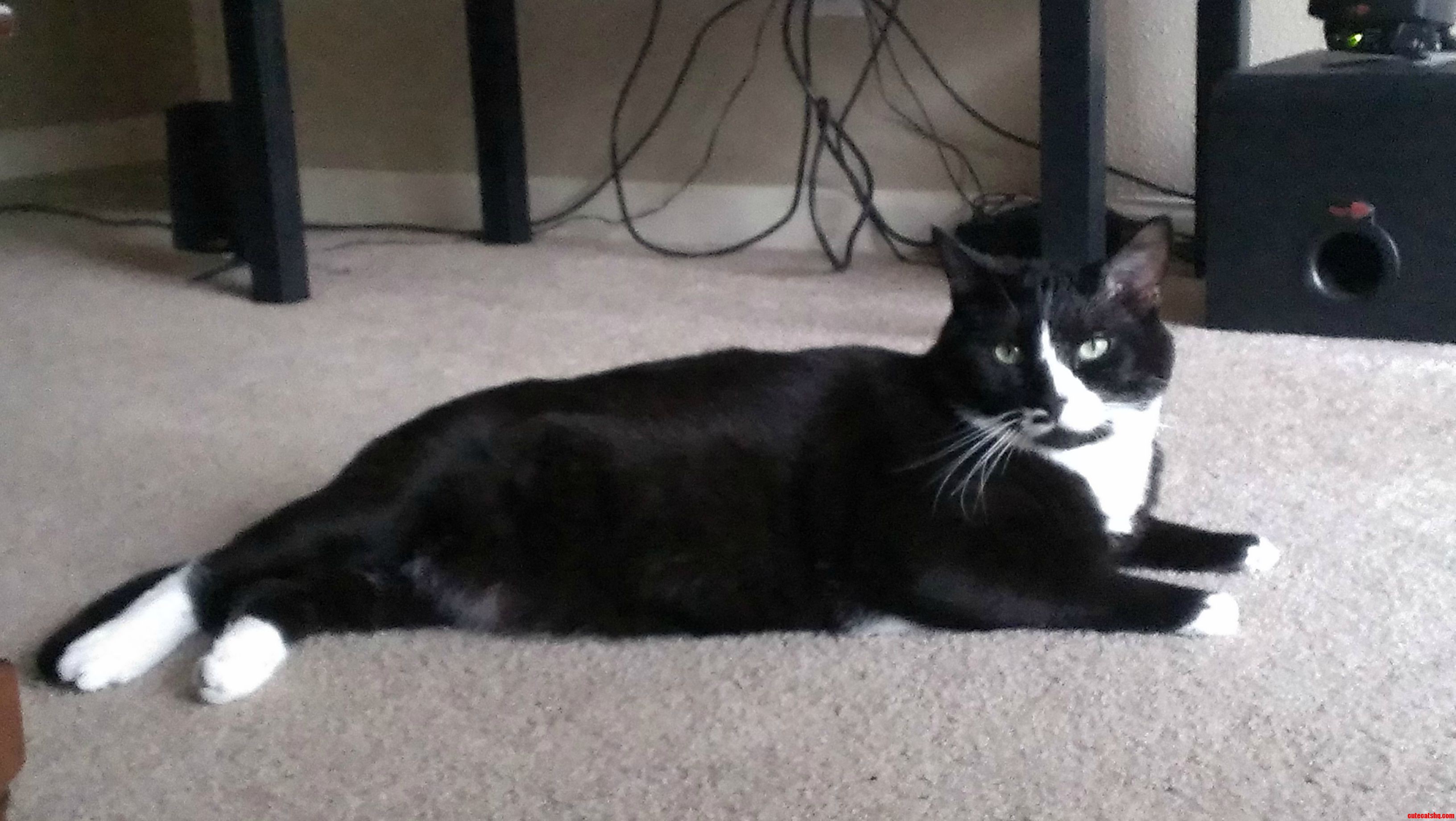 Just Adopted This Handsome Devil. Everyone Meet Fat Albert the 21 Pound Tuxedo Cat