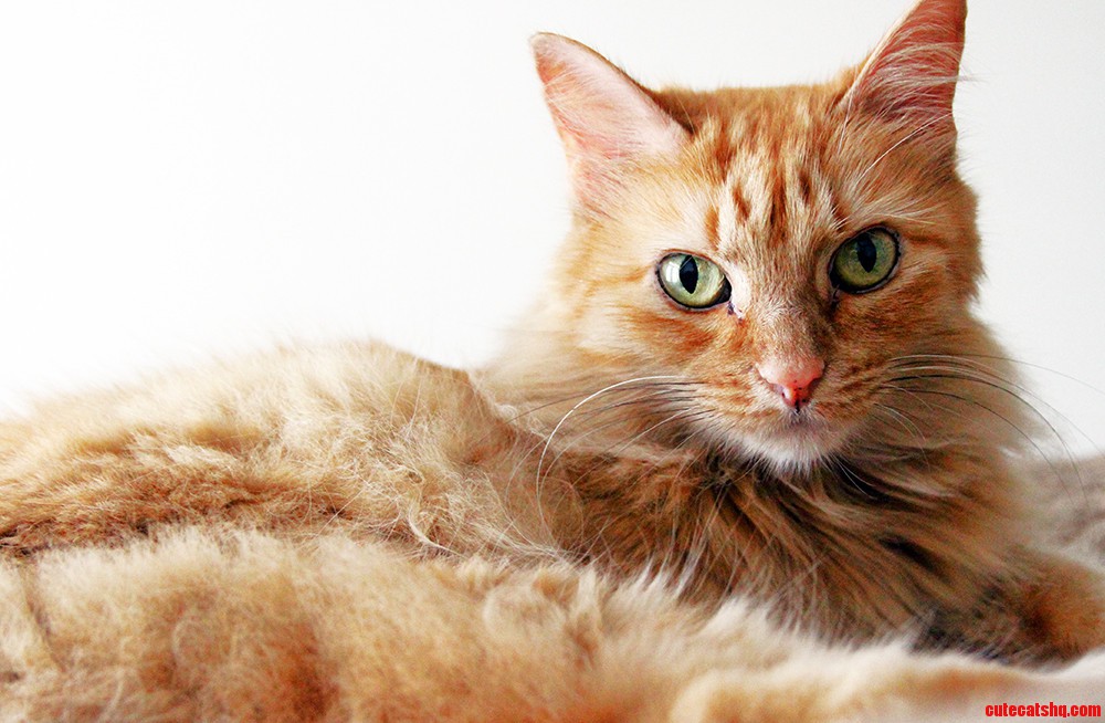 Just My Cat.