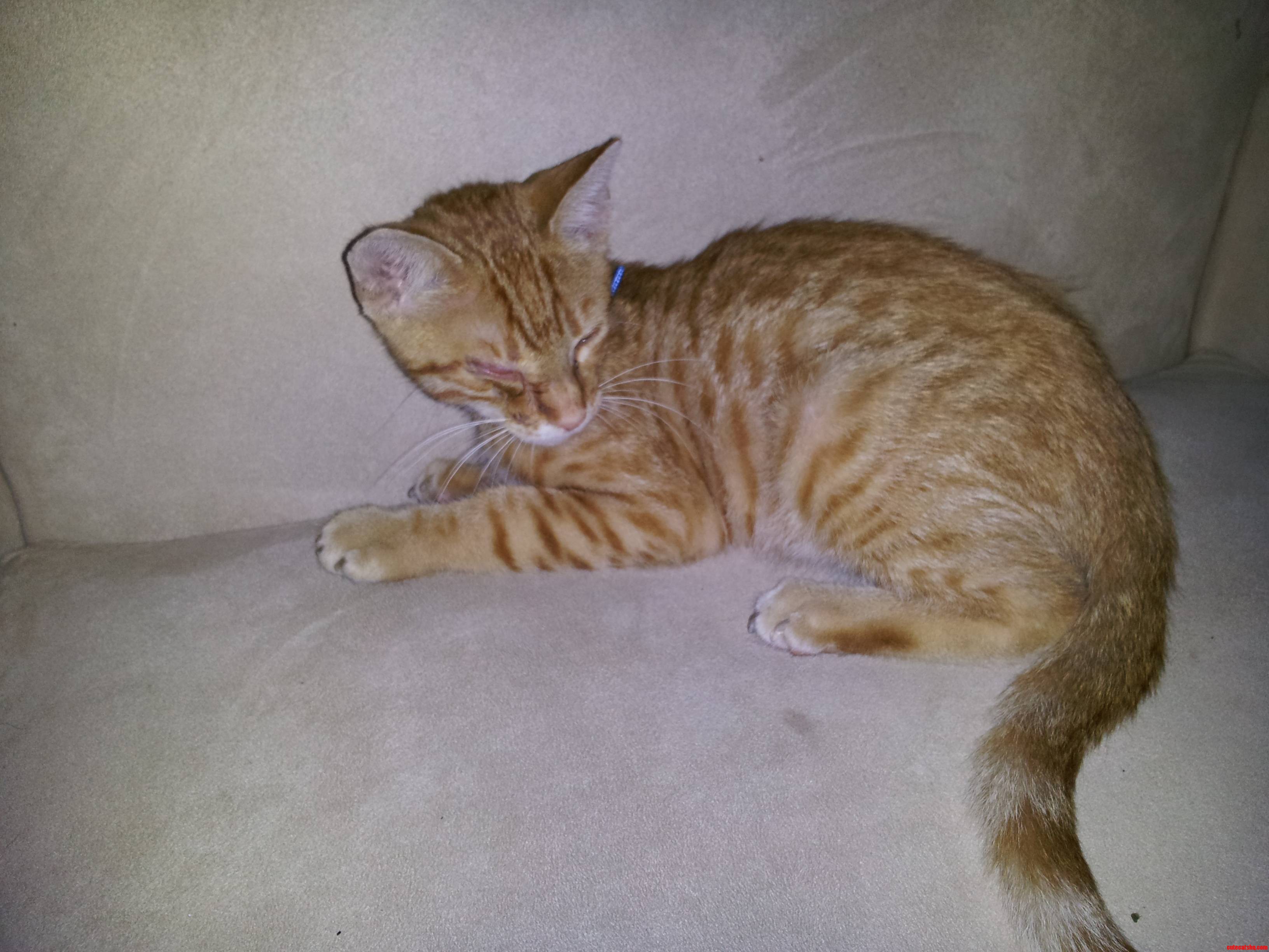 Just Rescued This Lean Mean Purring Machine. Meet Momo