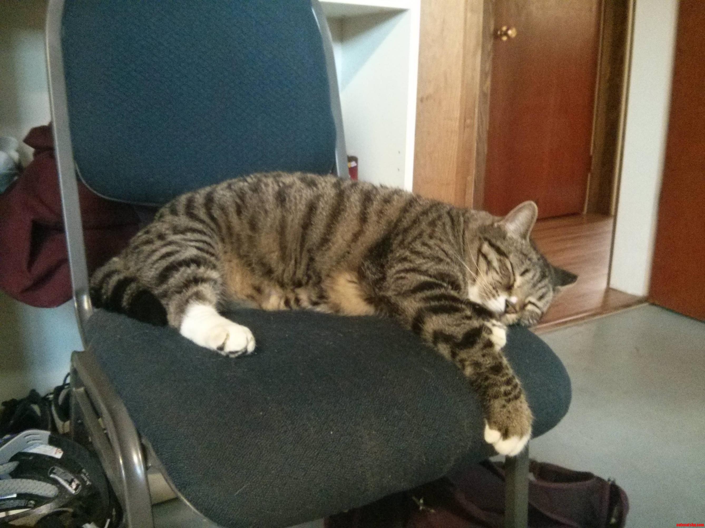 Kalley Enjoying One of His Favourite Pastimes Napping.