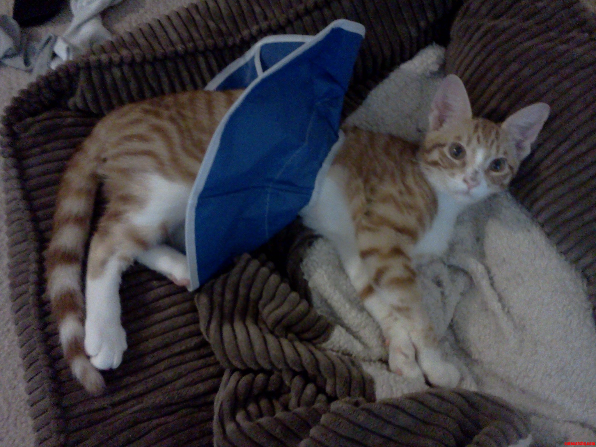 Keep the Hair Ties and Rubber Bands Away from Your Kitties It May Be Cute but Can Be Very Serious