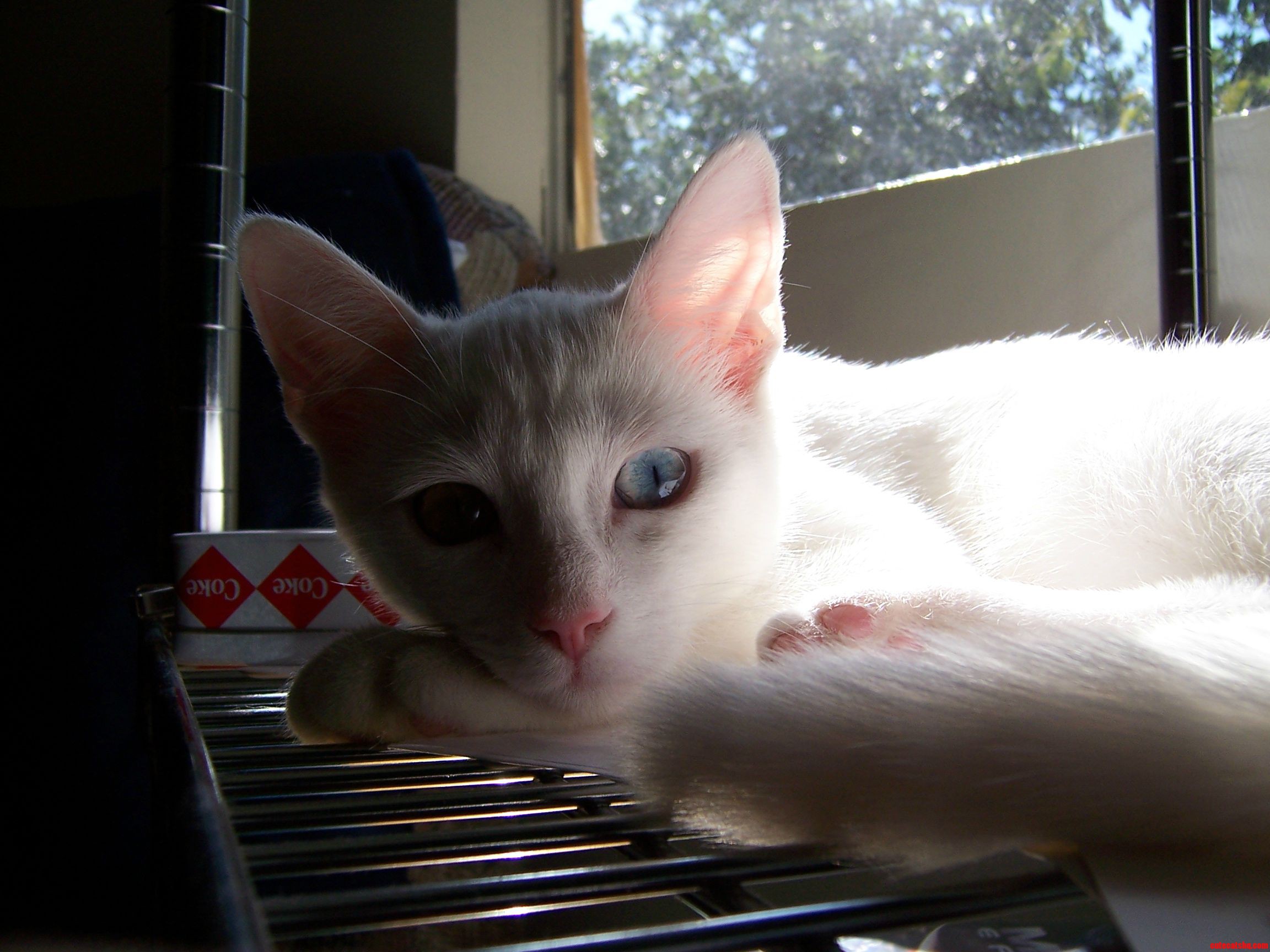 Kitten in Repose