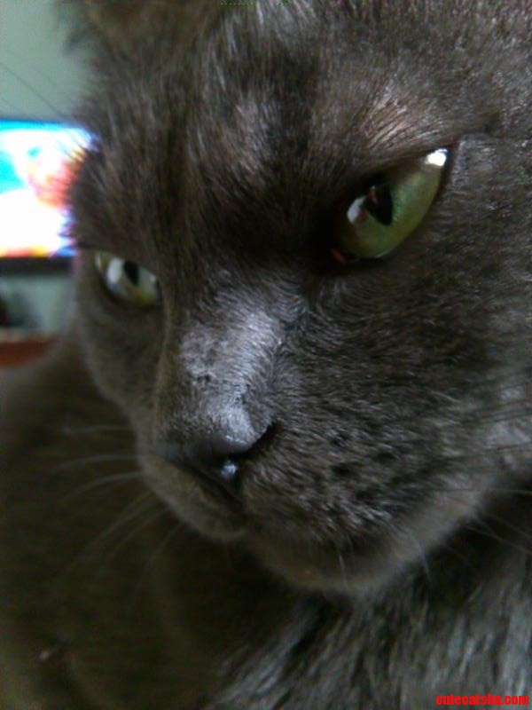 Kitty Close Up