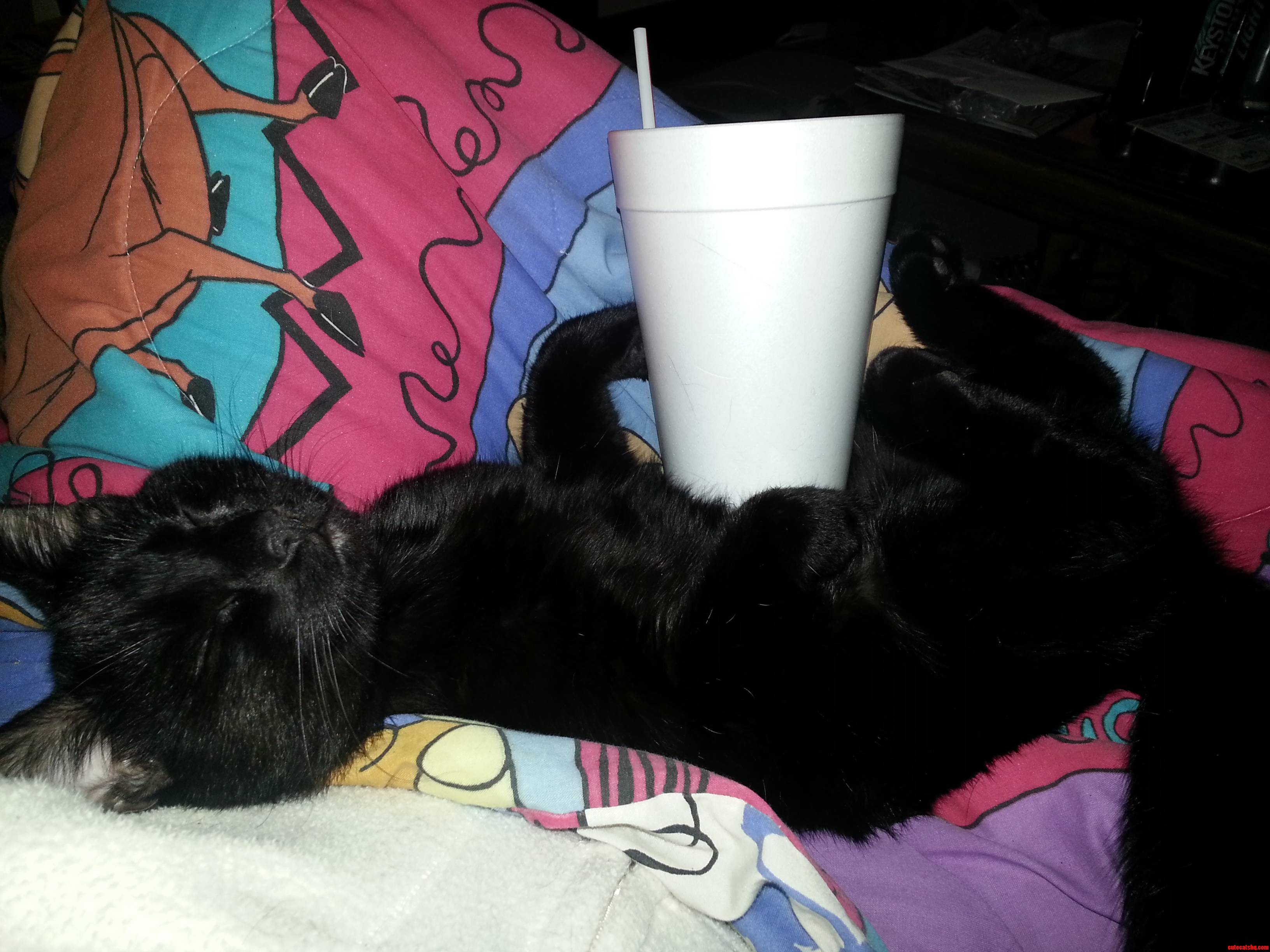 Kitty Cup Holder