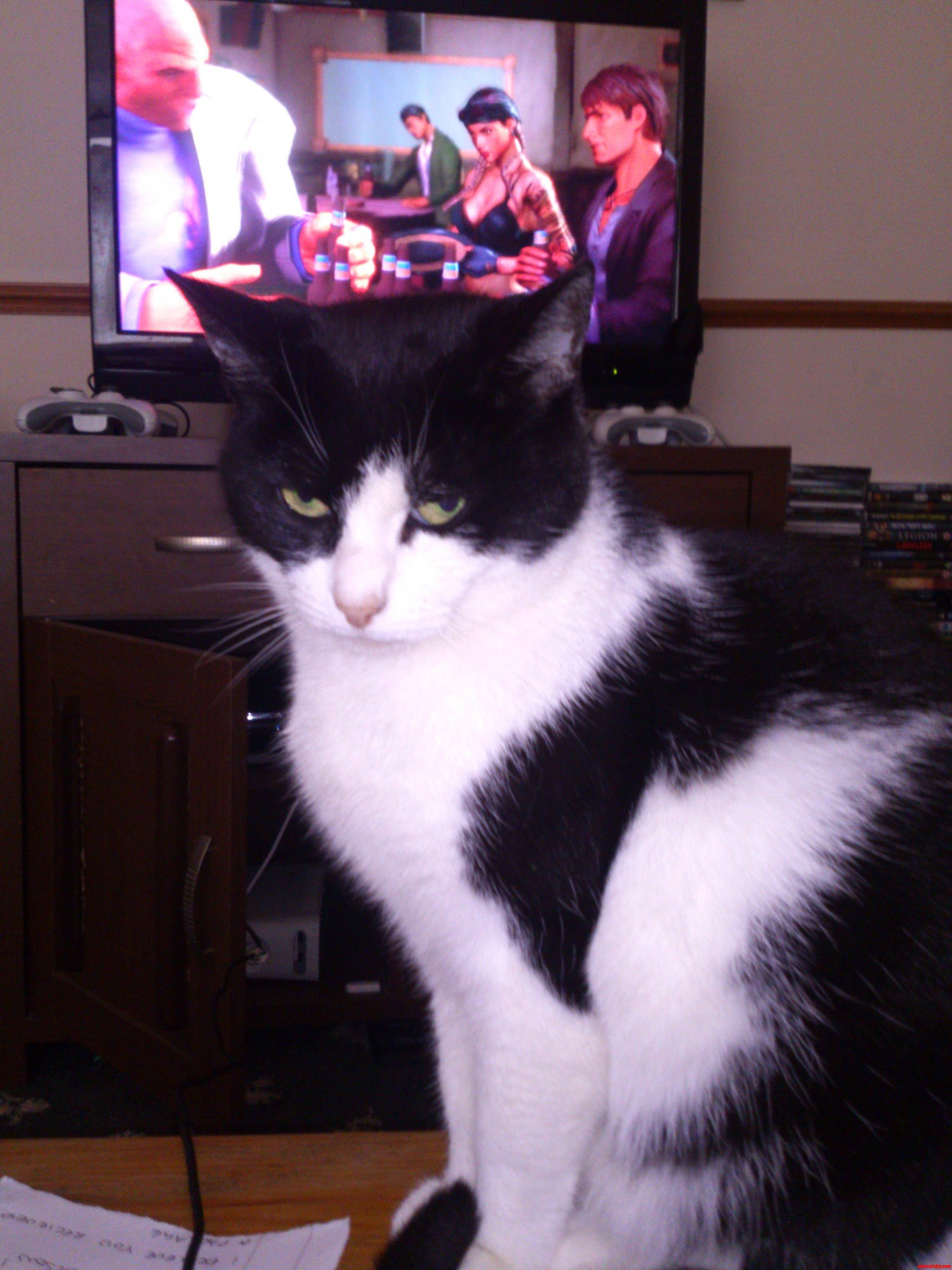 Kitty Did Not Approve of Me Taking Pictures.