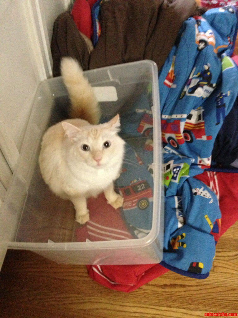Kitty in a Tub.