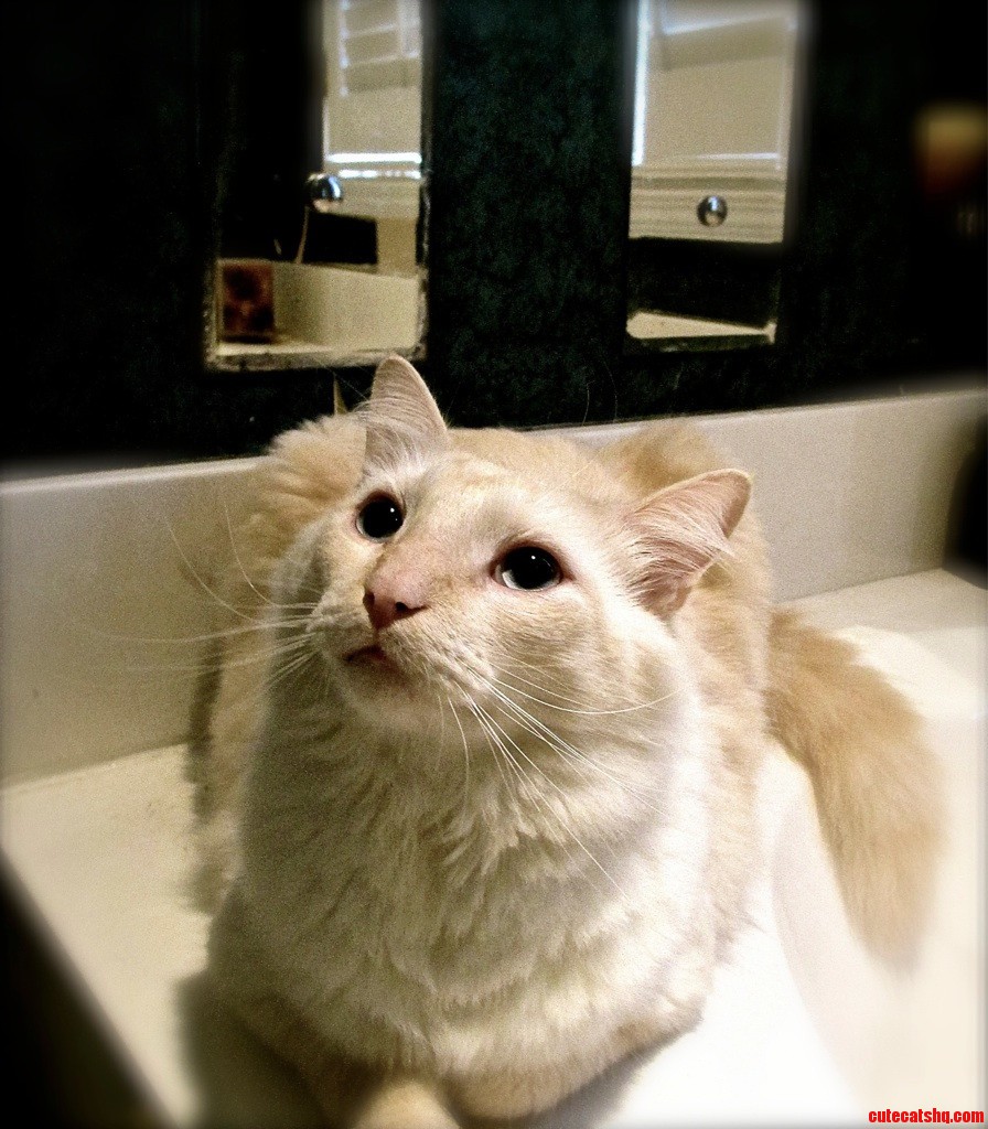 Kitty on a Bath Tub. Never in a Bath Tub.