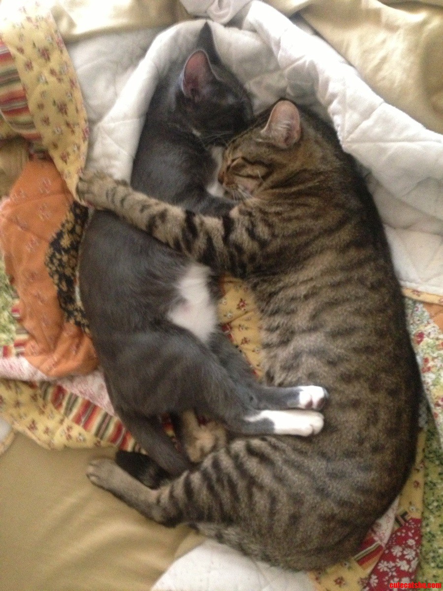 Kitty Snuggles Are the Best
