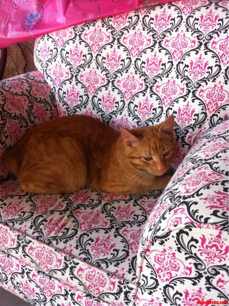 Kitty Stole a Seat