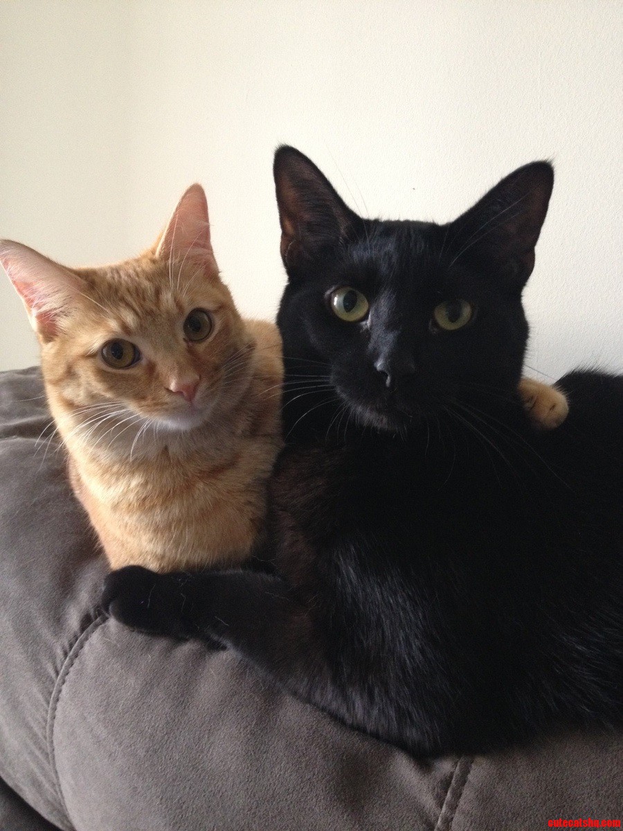 Ladies and Gents  Meet Vader and Obi.
