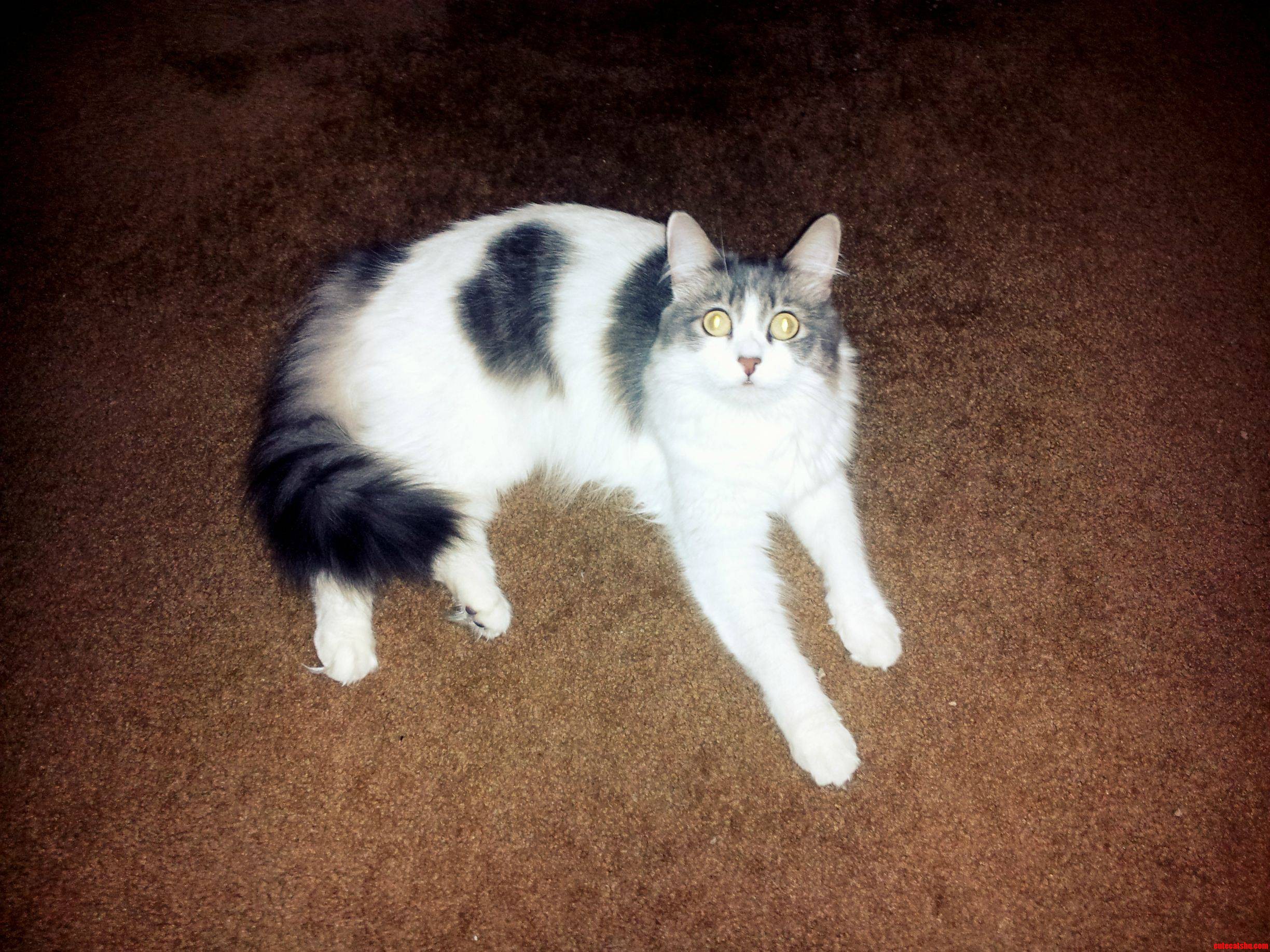 Laser Eyes Mode Charging