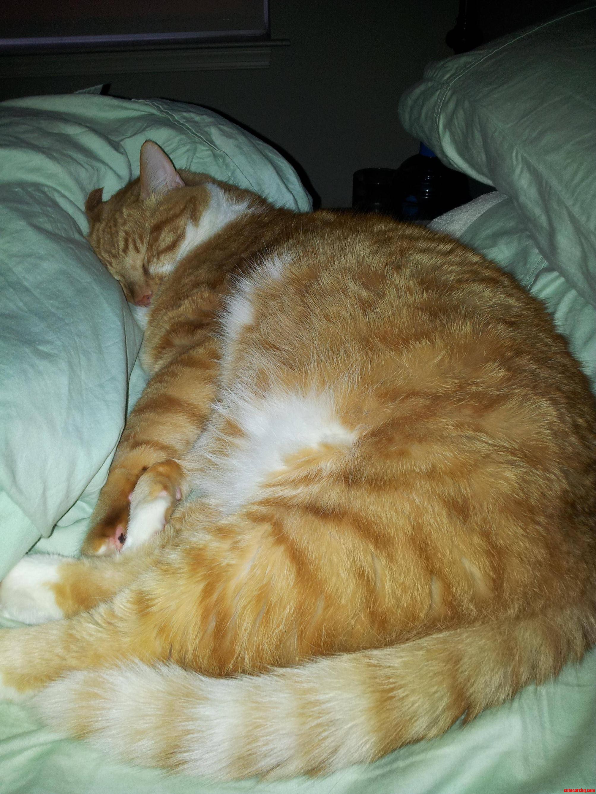 Lazy Tuesday Afternoon Nap.