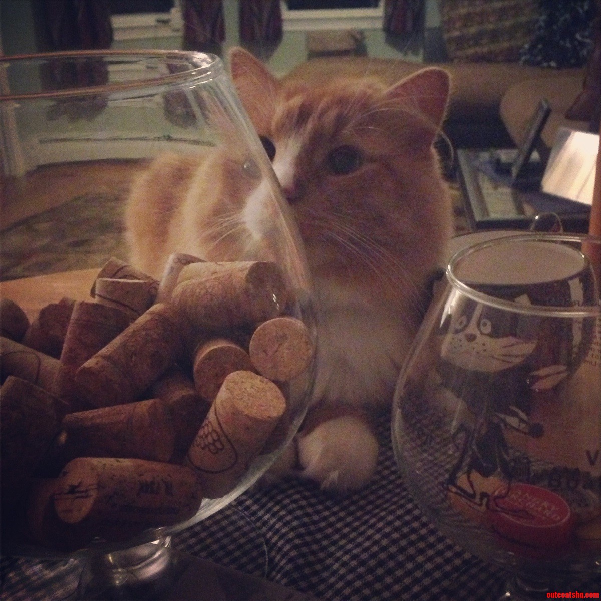 Leonards Back at It with the Wine Corks Again... Waiting. Plotting...