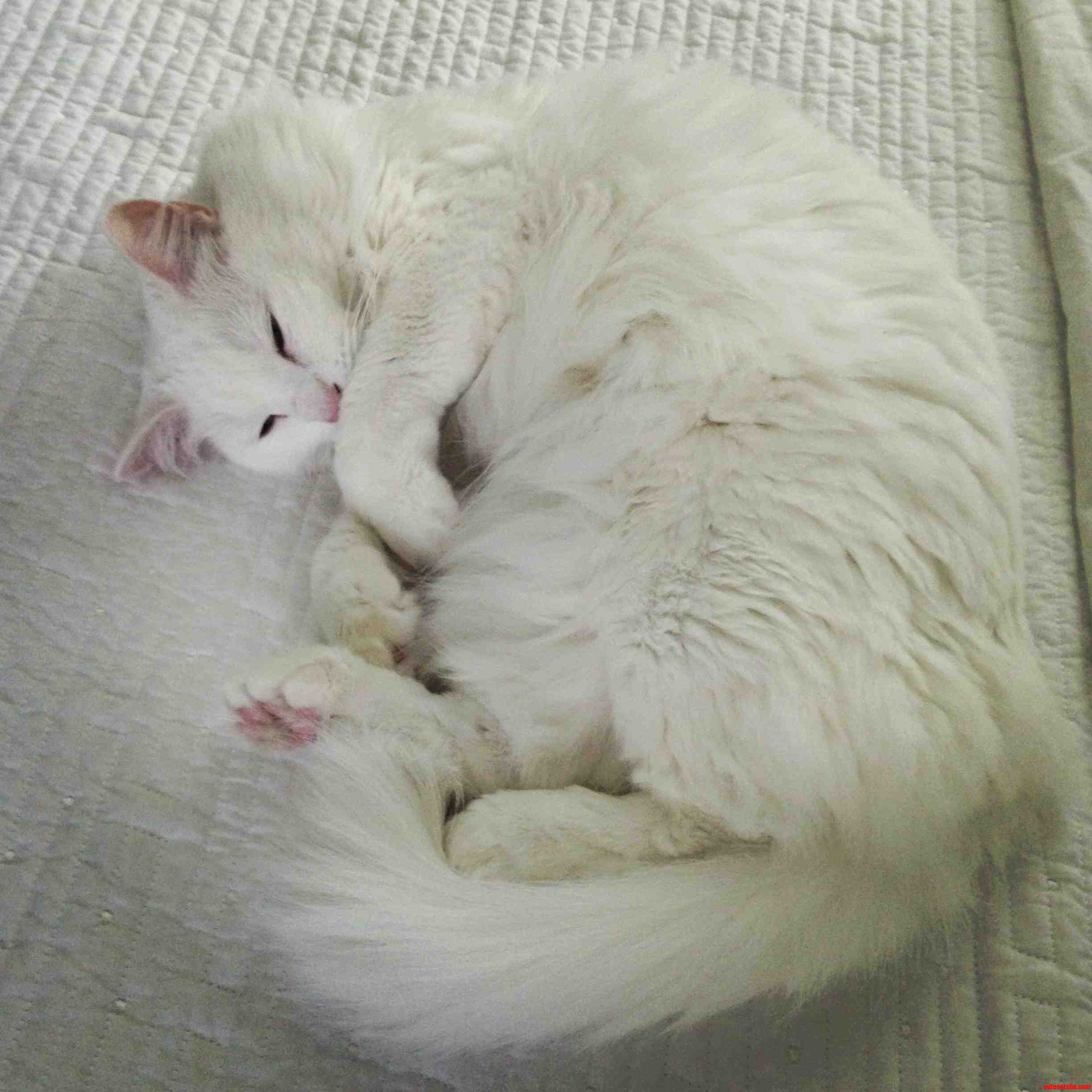 Like White on Rice