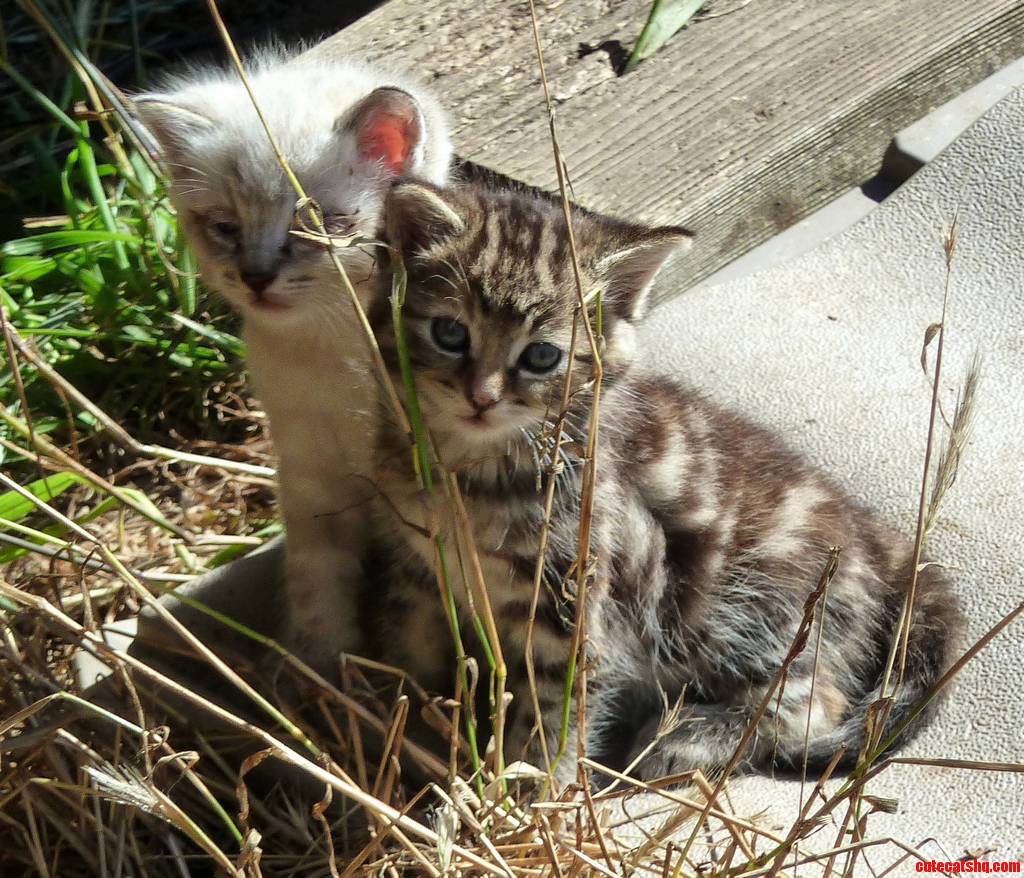 Little Brother  Little Sister