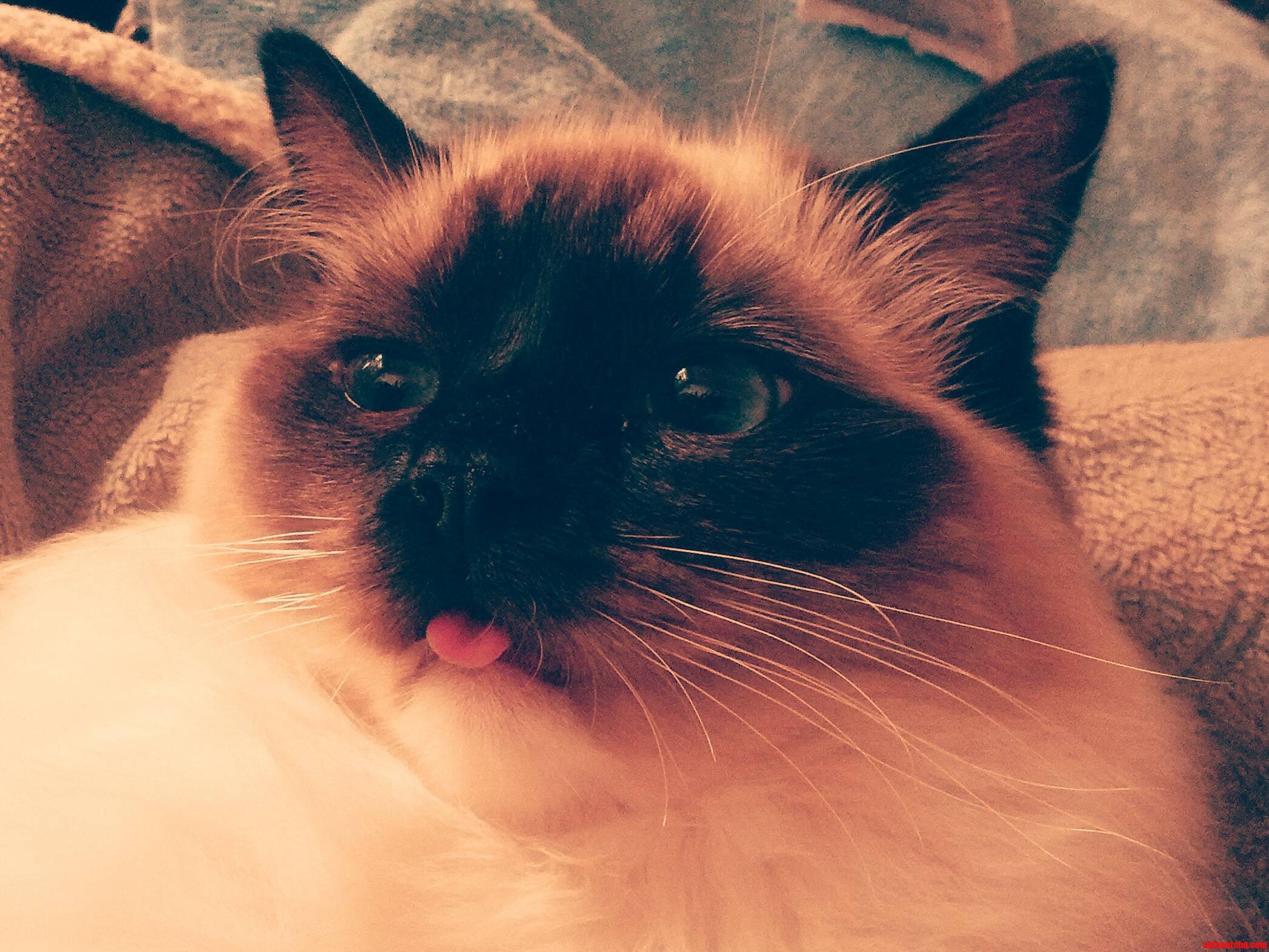 Lola Derp Ragdoll Kitten Given Me Attitude