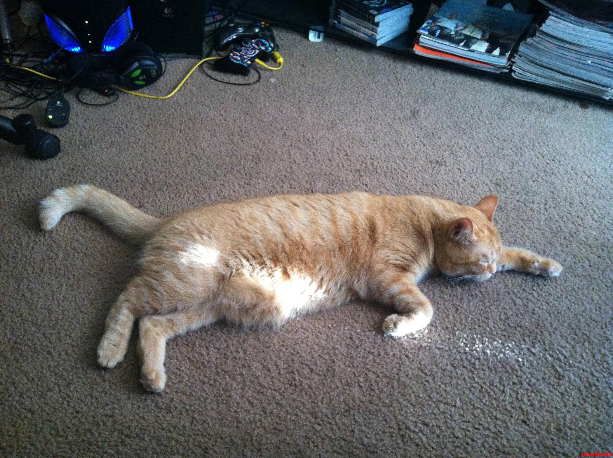 Looked Over at My Friends Cat and Noticed Super Cat