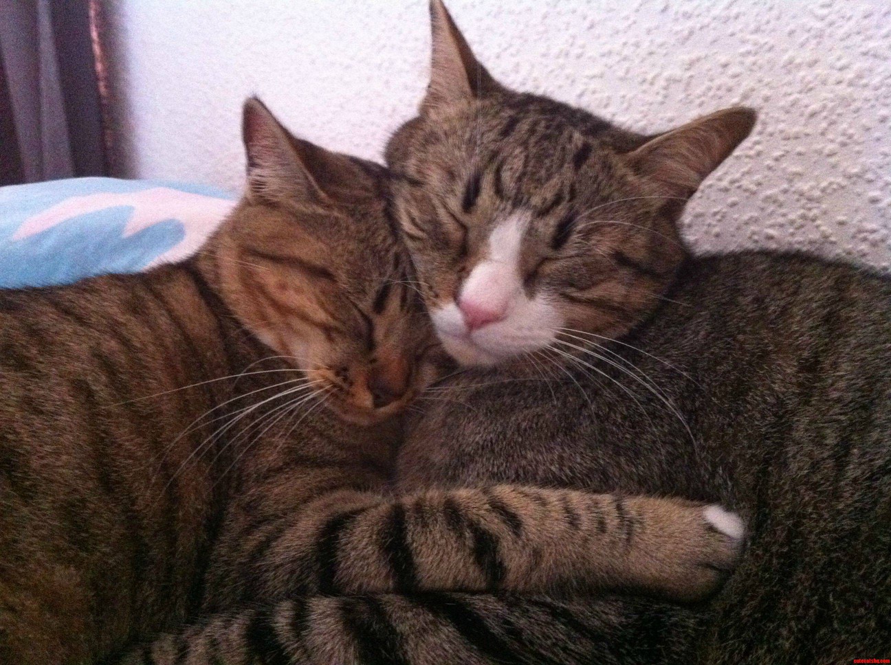 Looking After These Two Cuties While Owners Are on Vacation... Time for Bedtime Cuddles
