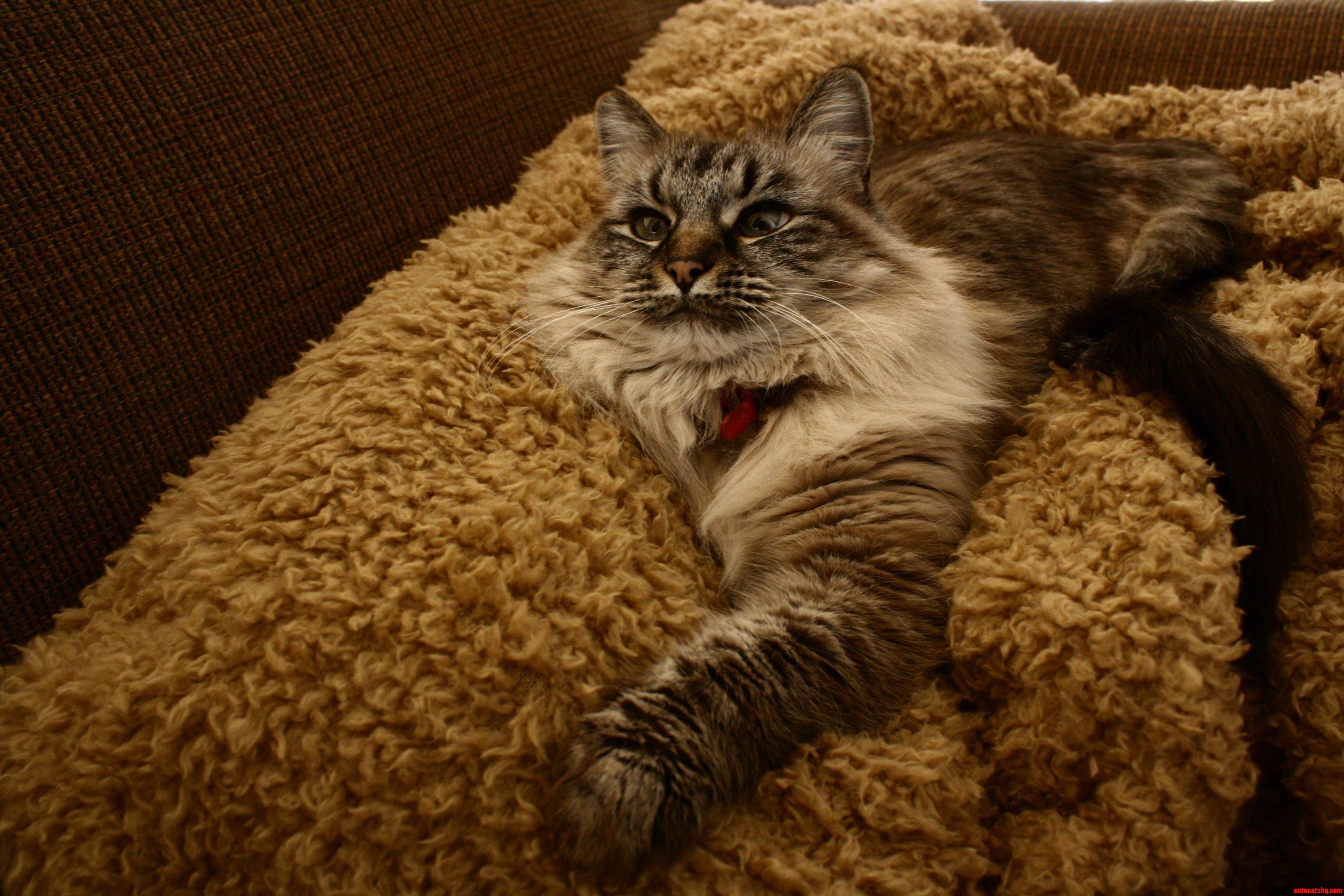 Lotus  a Long-haired Ball of Fun.