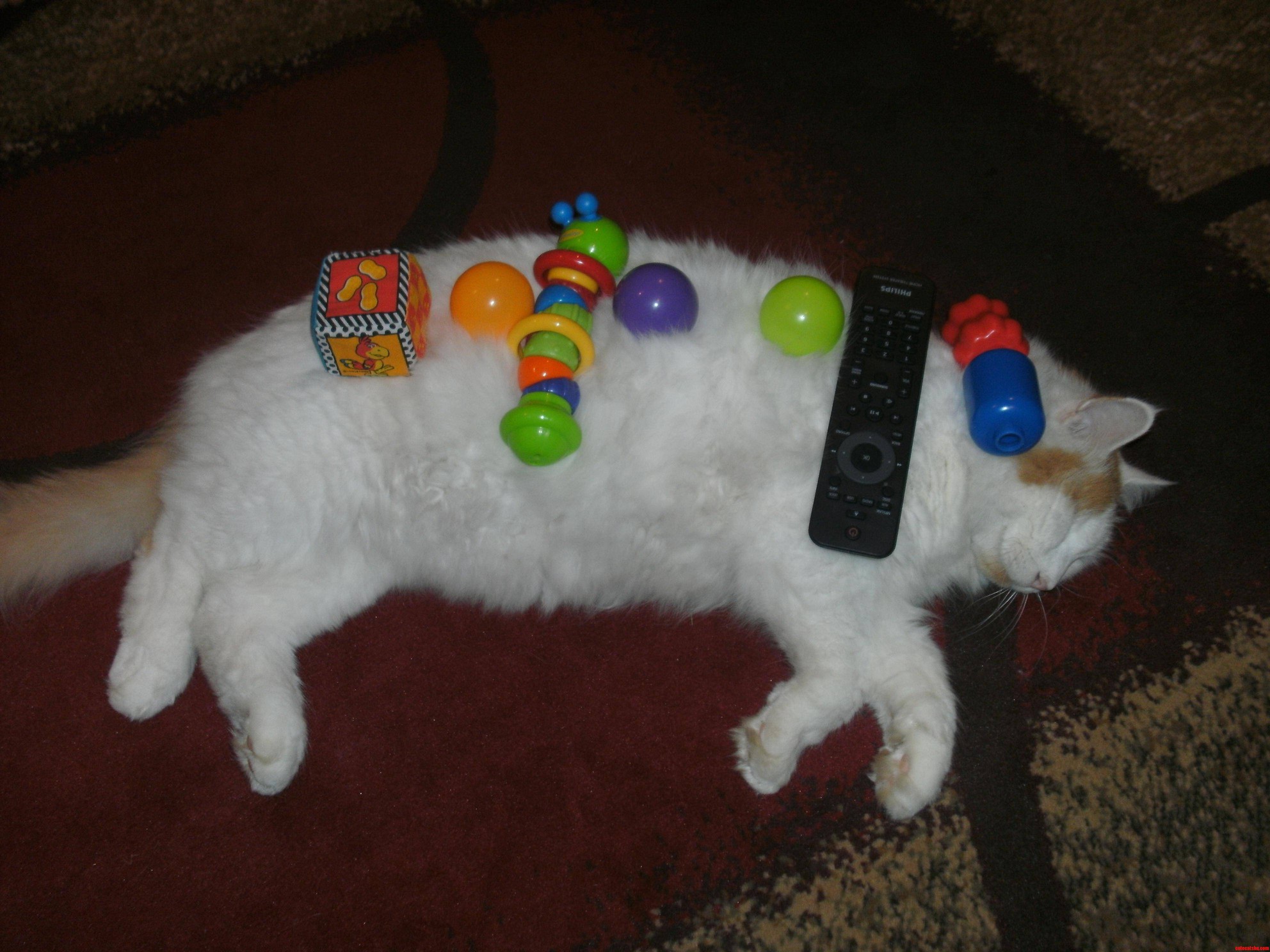 Lubey  My Sisters Cat with Lots of Toys on Him.