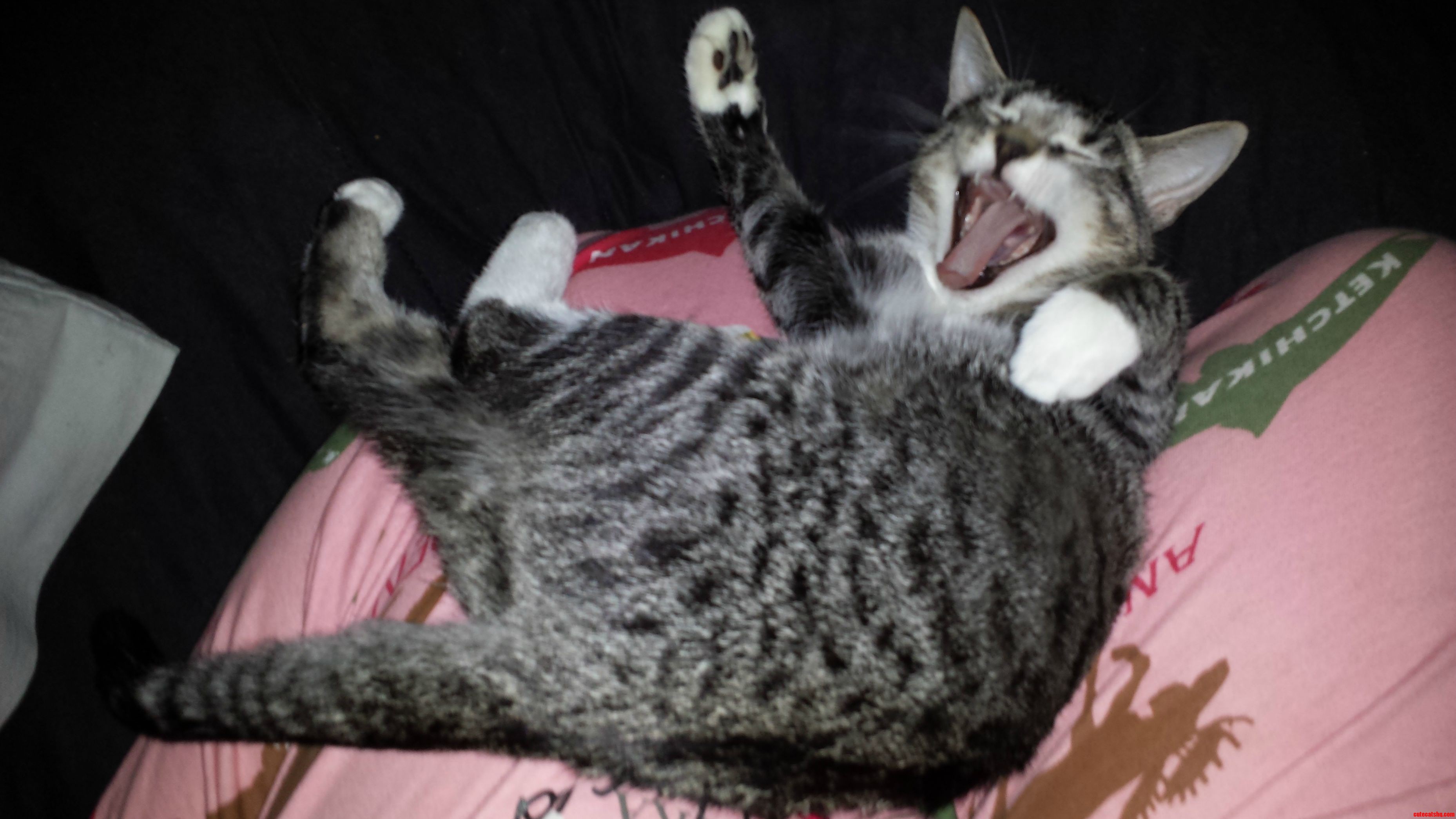 Lucca Is Either Angry or Bored from Me Taking Pictures of Her All the Time...