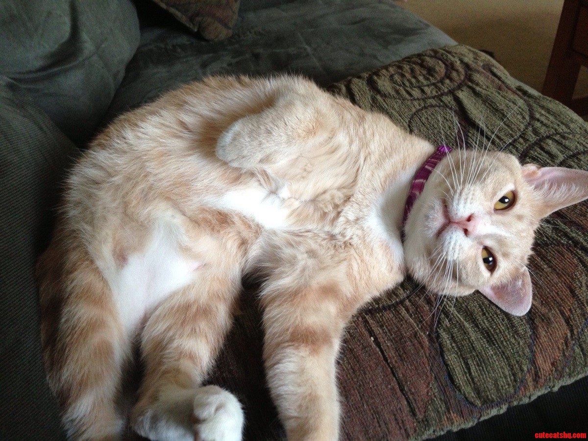 Lucy Is One Chill Cat.