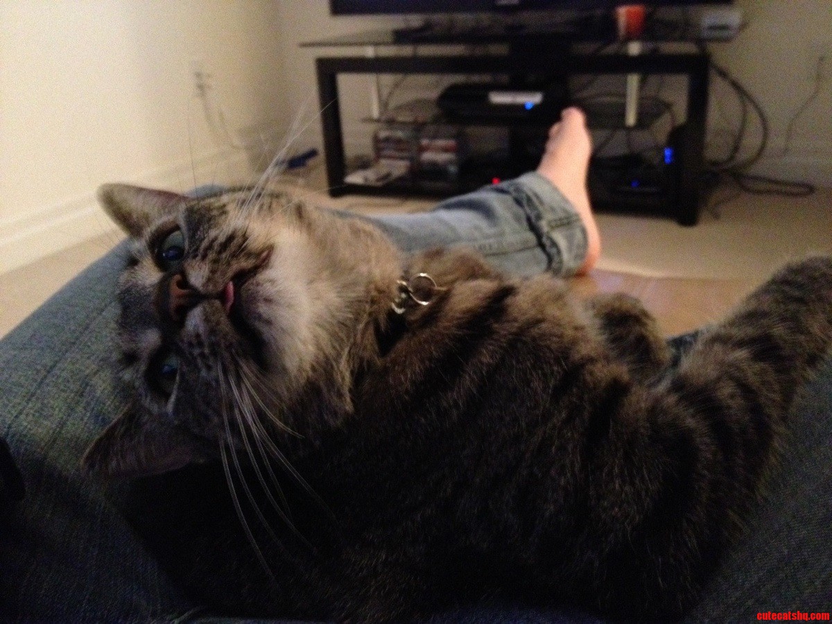 Luna Doesnt Seem to Be Enjoying Gta 5 As Much As I Am...