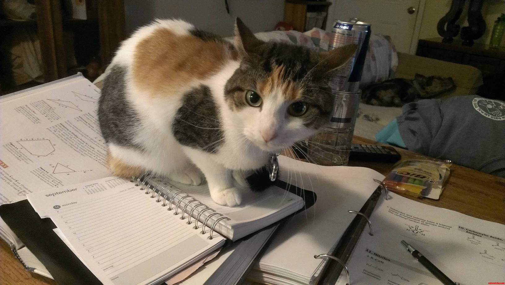 Mcnugget Says No to Homework...just No...